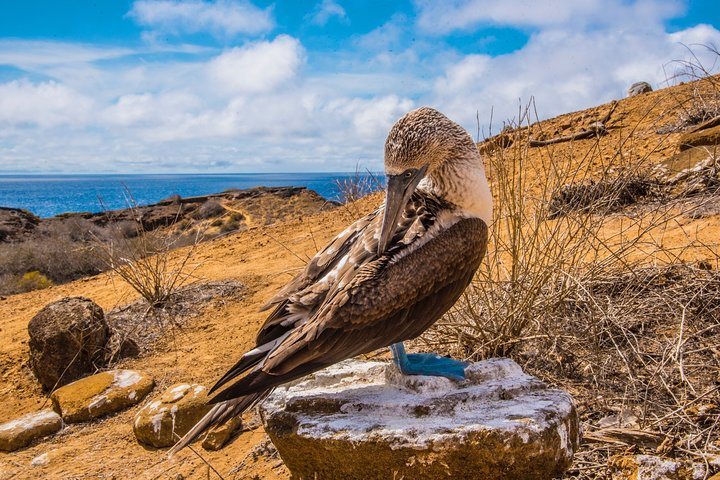 North Seymour Island & Bachas Beach on board of Sea Lion Yacht - Photo 1 of 6